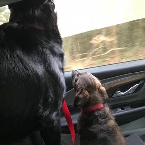 Meet your Posher, Connor